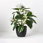 Azalea Bush in Pot 28cm