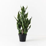 Sansevieria Plant - 99cm
