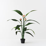 Bird of Paradise Plant with Flowers 150cm