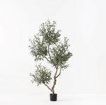 Olive Tree (without fruit) 190cm