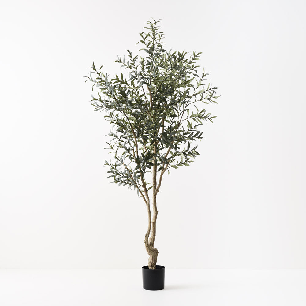 Olive Tree (without fruit) 220cm
