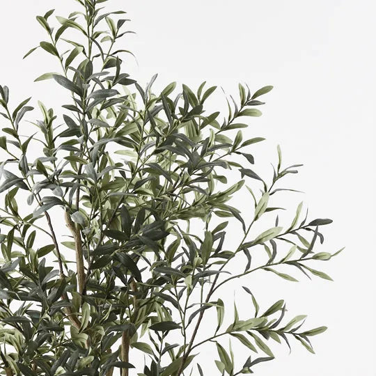 Olive Tree (without fruit) 110cm