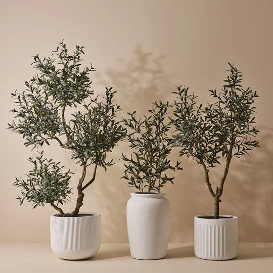 Olive Tree (without fruit) 110cm
