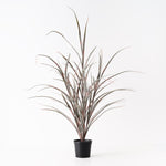 Grass Plant Burgundy Green