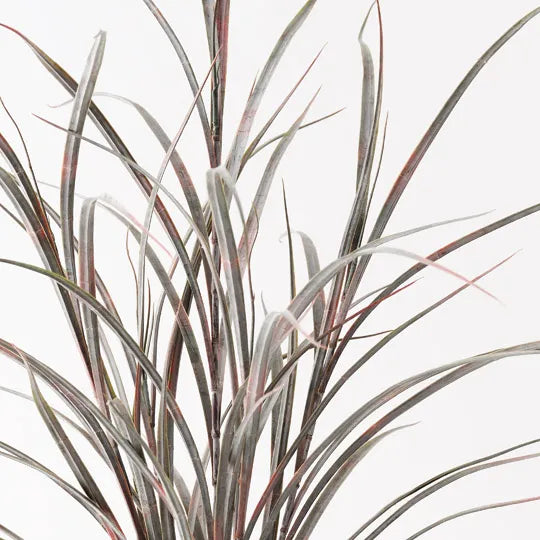 Grass Plant Burgundy Green