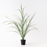 Grass Plant Green