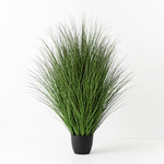 Grass Plant