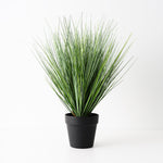 Grass Onion Plant