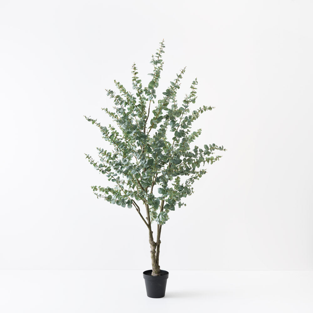 Eucalyptus Tree