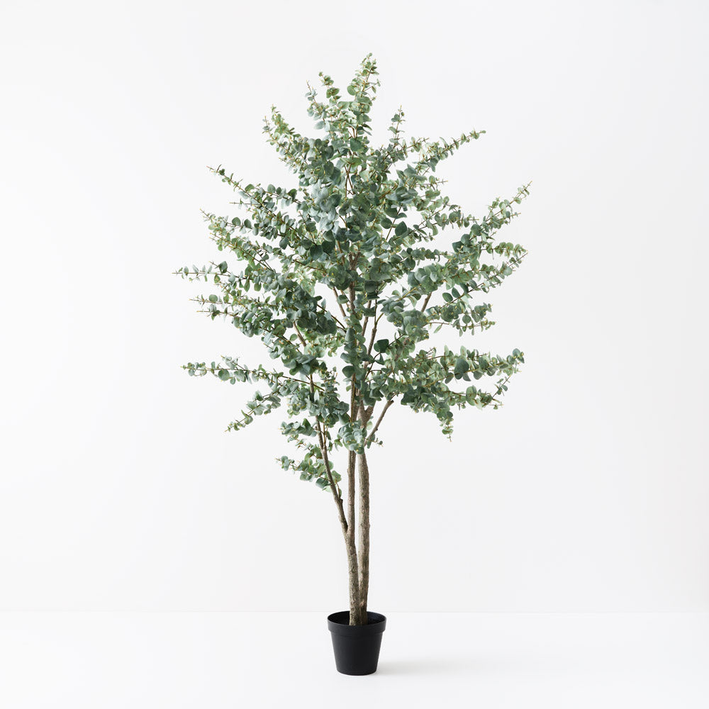 Eucalyptus Tree