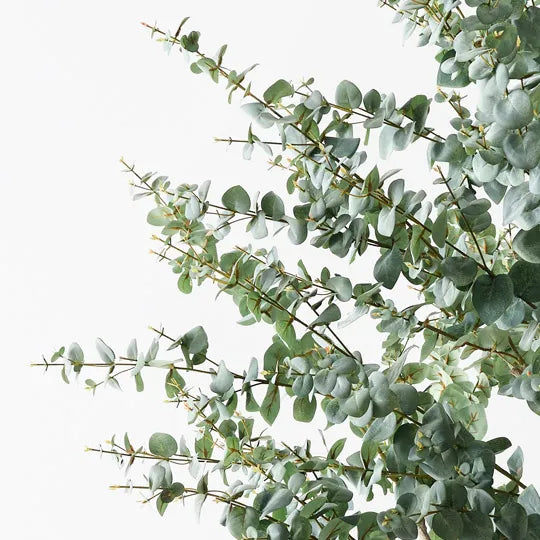 Eucalyptus Tree
