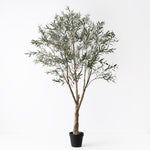 Olive Tree (with fruit)