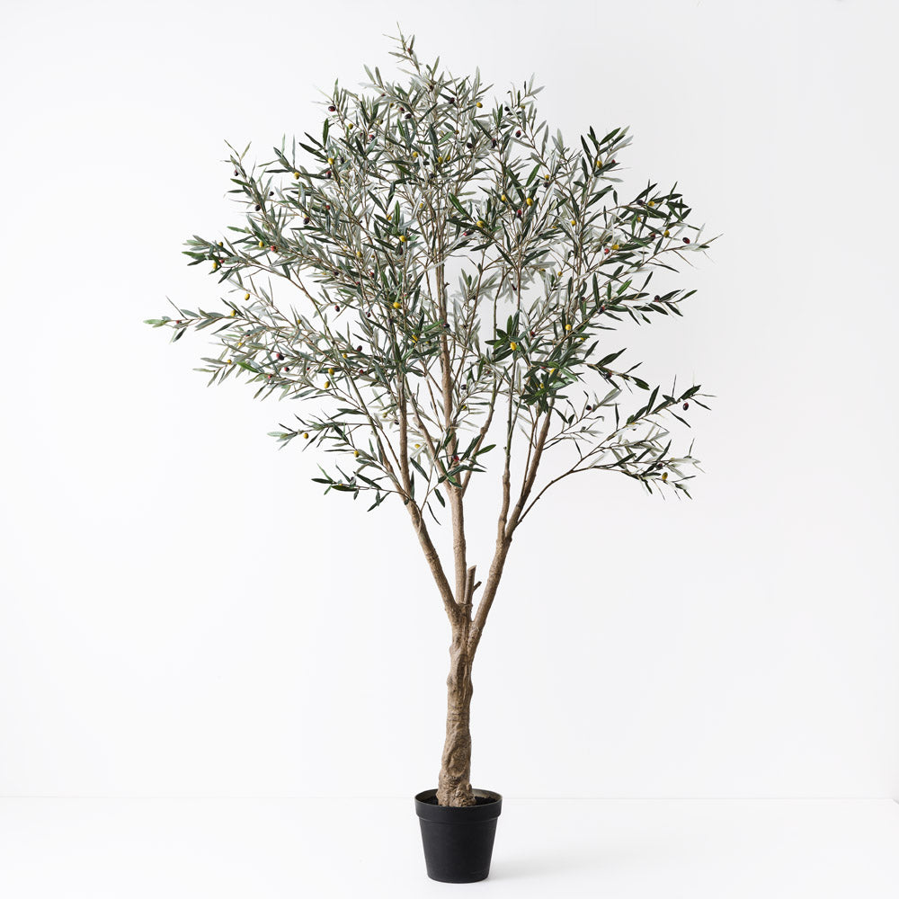 Olive Tree (with fruit)