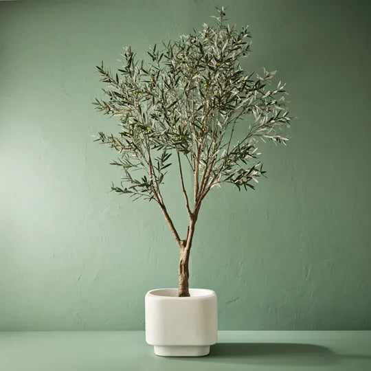 Olive Tree (with fruit)