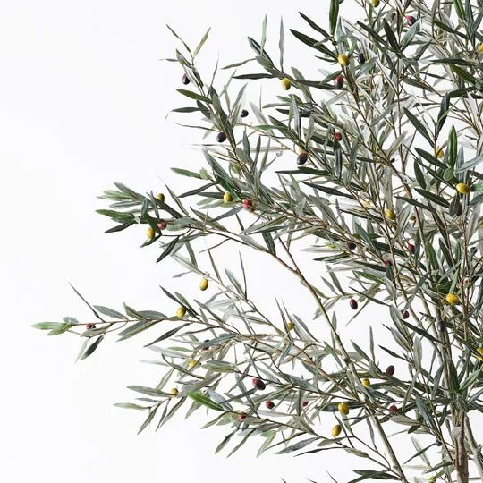Olive Tree (with fruit)