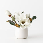 Magnolia Japanese Mix in Pot