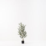 Olive Tree (without fruit) 110cm