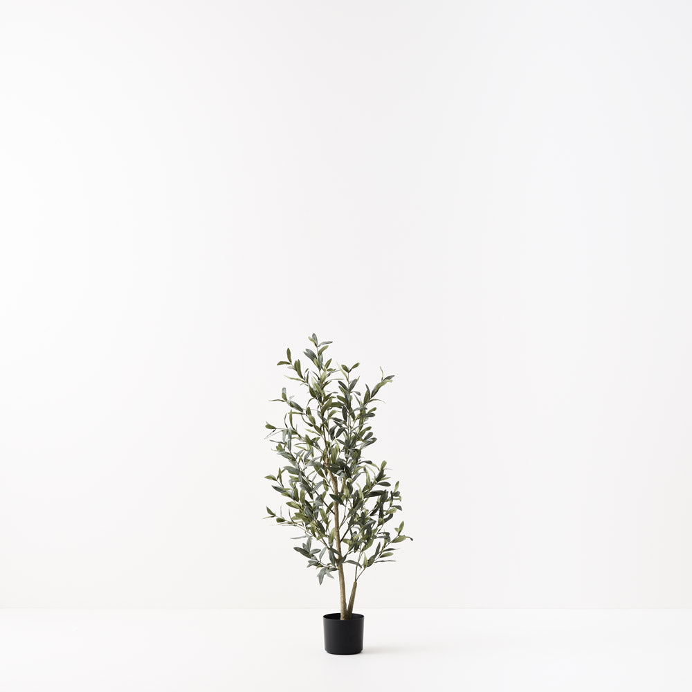 Olive Tree (without fruit) 110cm