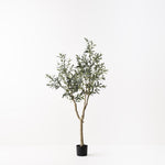 Olive Tree (without fruit) 180cm