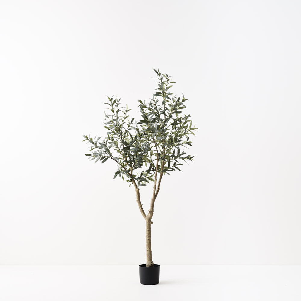 Olive Tree (without fruit) 180cm