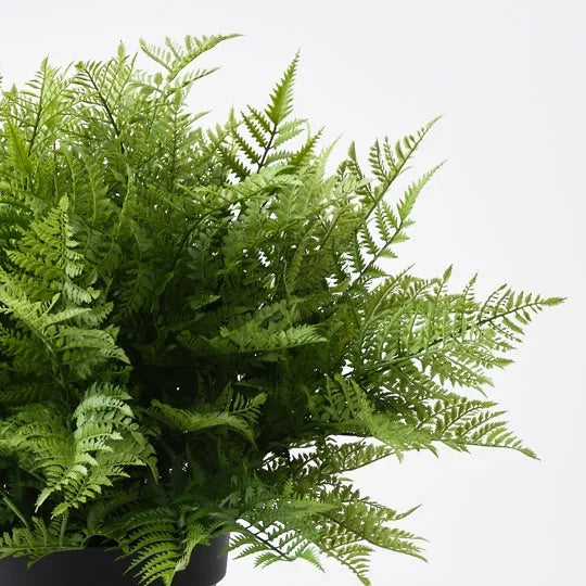 Fern Leather Plant