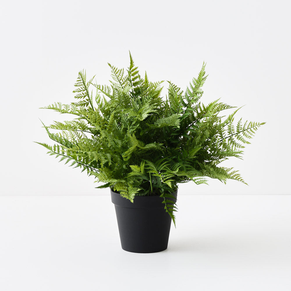 Fern Leather Plant