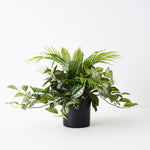 Palm Mixed Plant 48cm