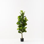 Fiddle Leaf Tree 150cm