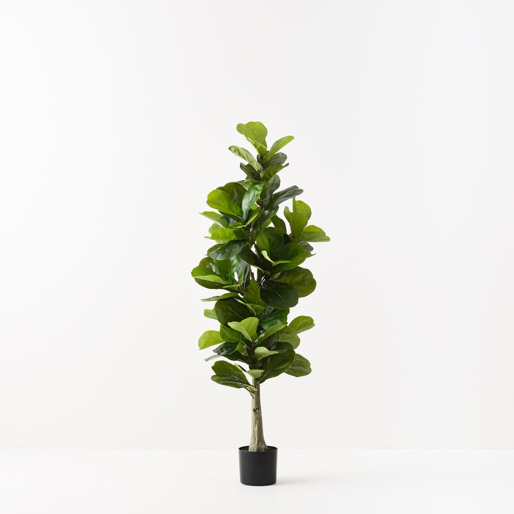 Fiddle Leaf Tree 150cm