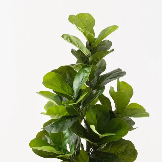 Fiddle Leaf Tree 150cm
