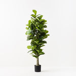 Fiddle Leaf Tree 180cm