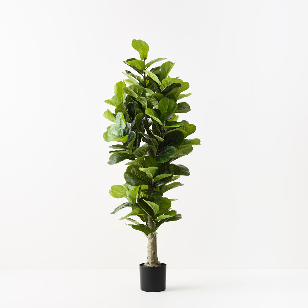 Fiddle Leaf Tree 180cm