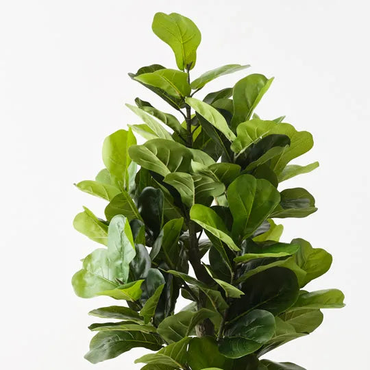 Fiddle Leaf Tree 180cm