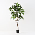 Pachira Aquatica Tree 190cm