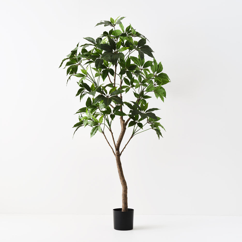 Pachira Aquatica Tree 190cm