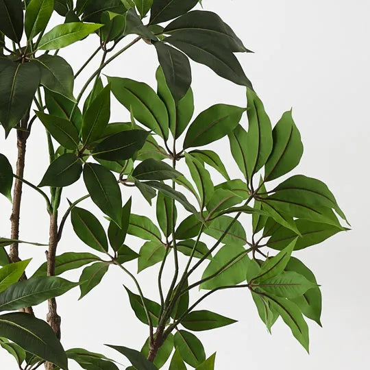Pachira Aquatica Tree 190cm