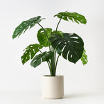 Monstera Plant in Oslo Pot 90cm