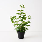 Mint Plant 52cm