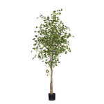 Ginkgo Tree 213cm