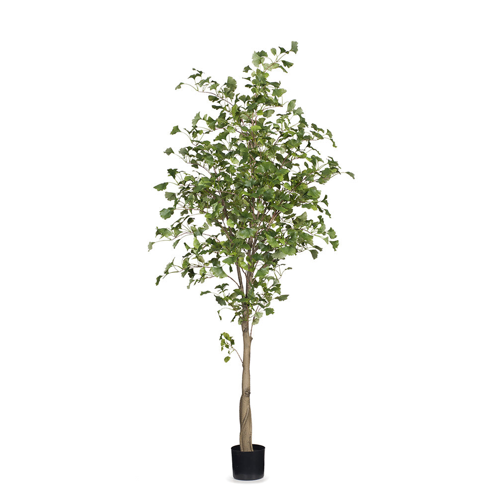 Ginkgo Tree 213cm