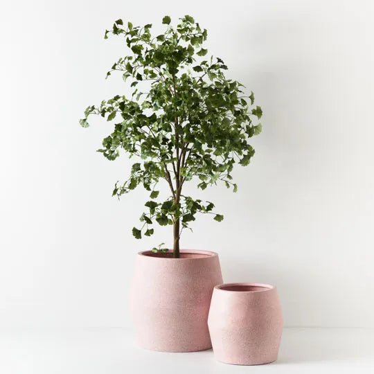 Ginkgo Tree 213cm