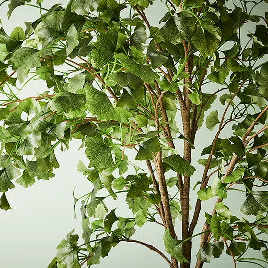 Ginkgo Tree 213cm
