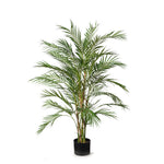 Palm Phoenix