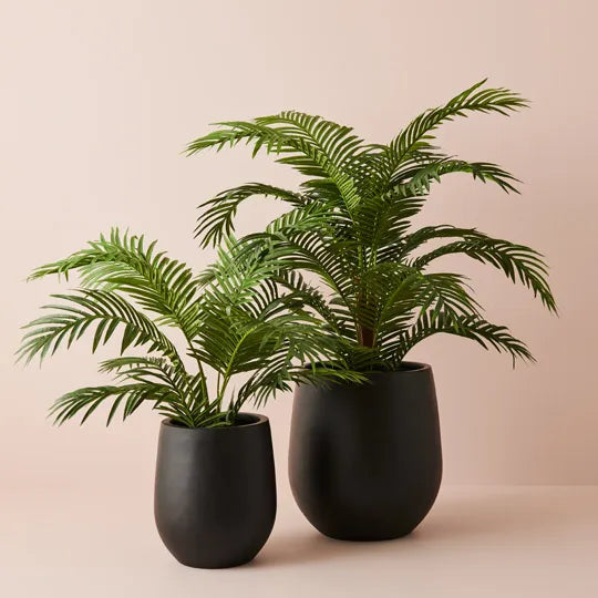 Sprout Pot - Black