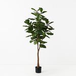 Fiddle Leaf Tree 175cm