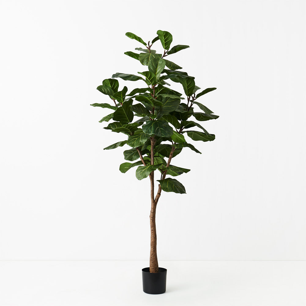 Fiddle Leaf Tree 175cm