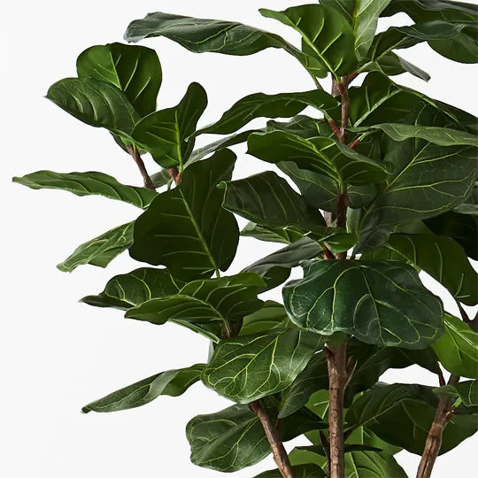 Fiddle Leaf Tree 175cm