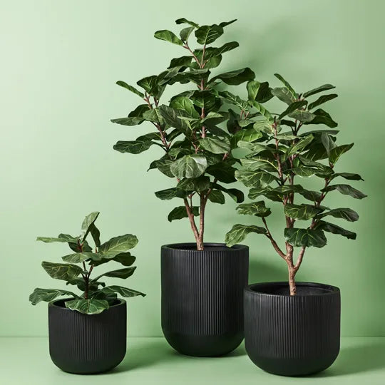 Fiddle Leaf Tree 175cm