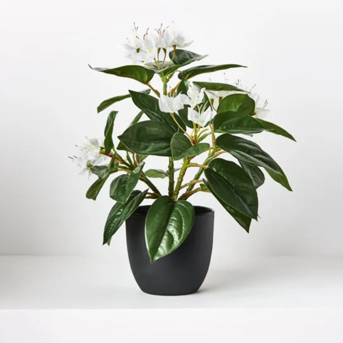 Azalea Bush in Pot 28cm