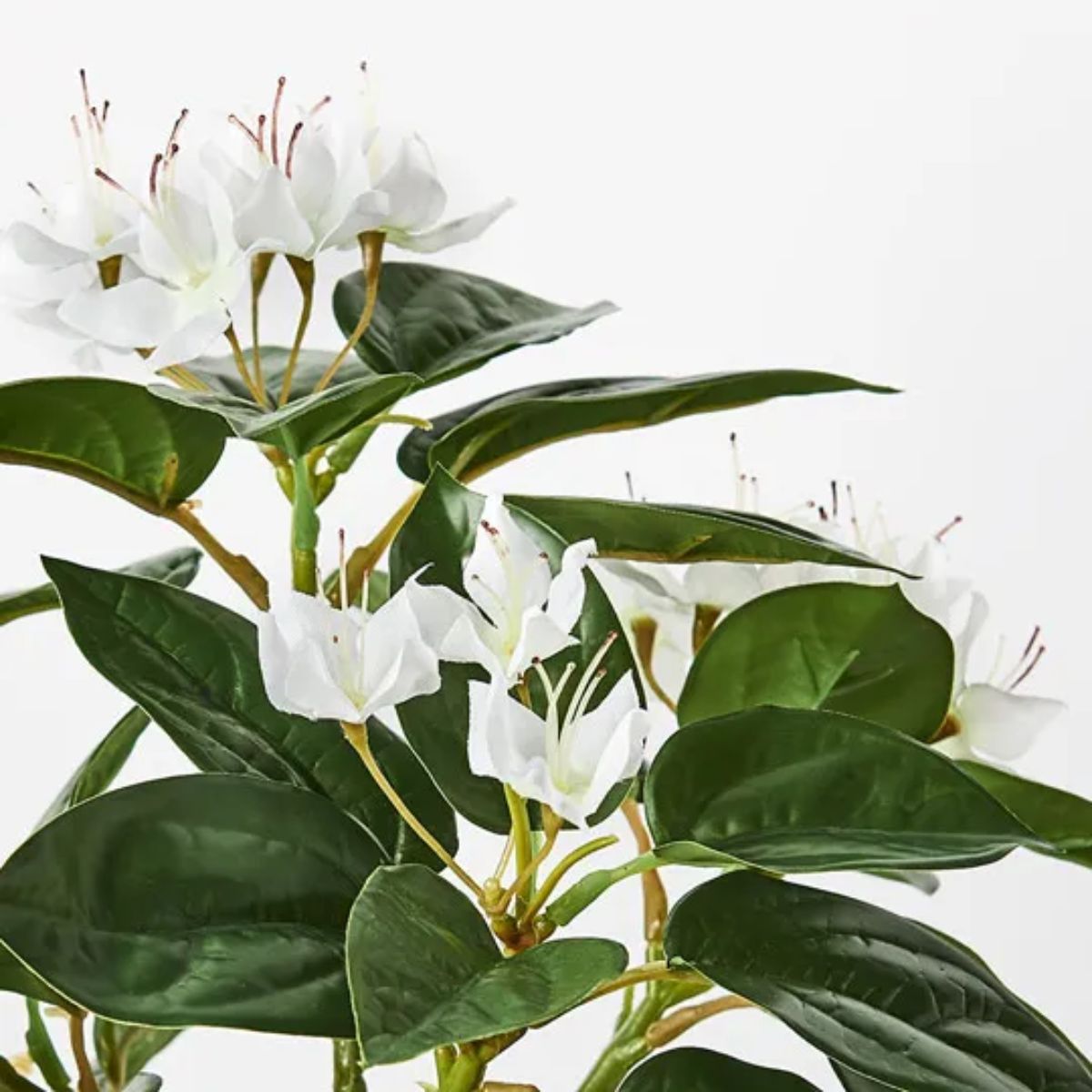 Azalea Bush in Pot 28cm